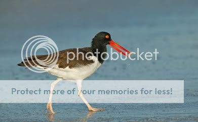 Audubon Bird Walk Audubon Bird Walk